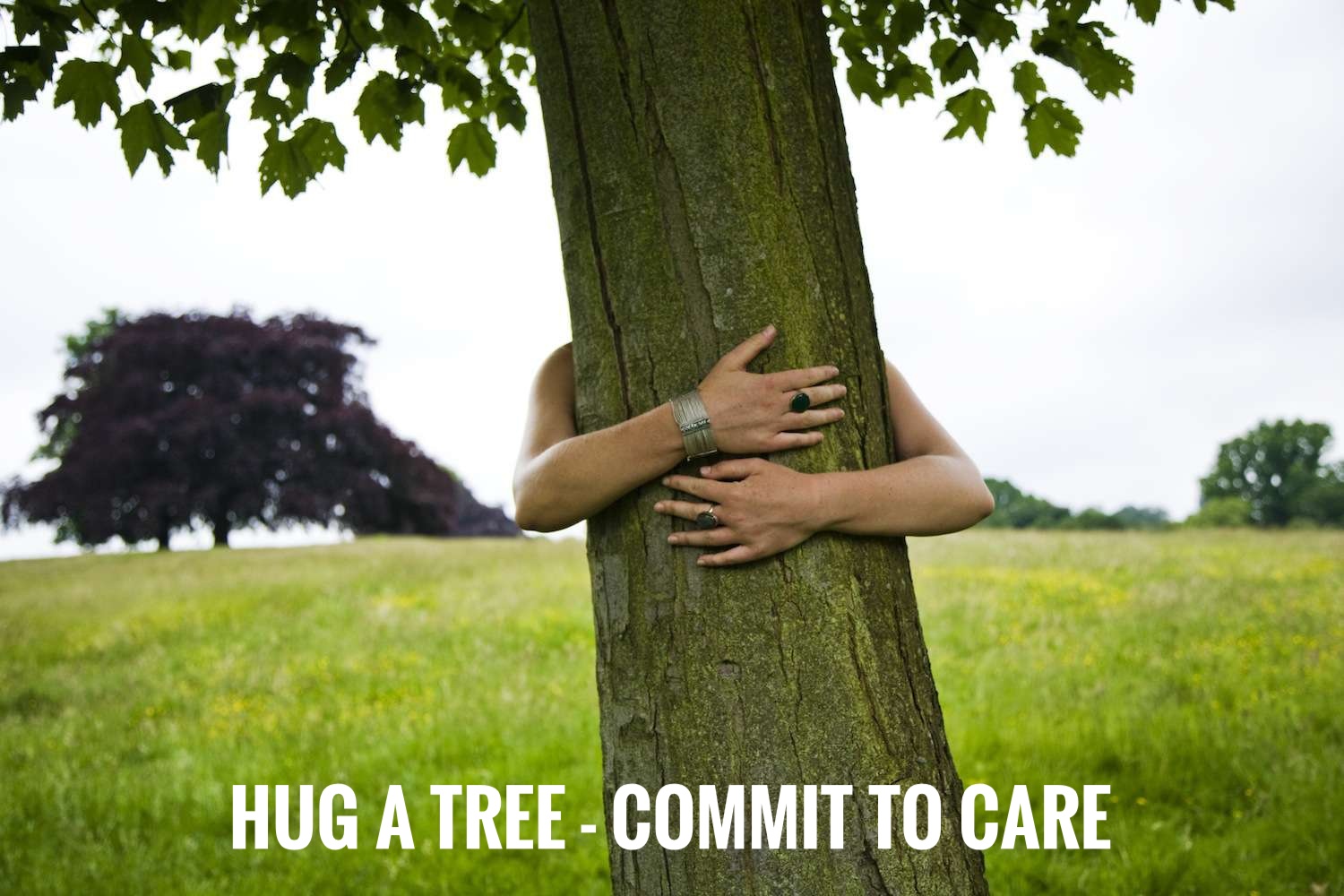 hug a tree